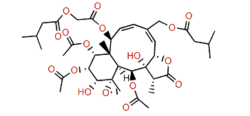 Gemmacolide AI